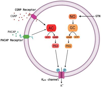 The ATP sensitive potassium channel (KATP) is a novel target for migraine drug development